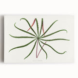 Romanticism Art: "Aralia Veitchii Leaf" by Alexander Lydon