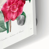 Neoclassical Camellia Narcissus Pansy Print - Floral Art by Redouté