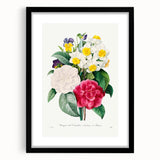 Neoclassical Camellia Narcissus Pansy Print - Floral Art by Redouté