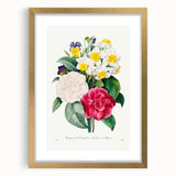 Neoclassical Camellia Narcissus Pansy Print - Floral Art by Redouté