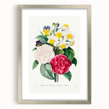 Neoclassical Camellia Narcissus Pansy Print - Floral Art by Redouté