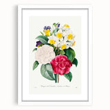Neoclassical Camellia Narcissus Pansy Print - Floral Art by Redouté