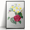 Neoclassical Camellia Narcissus Pansy Print - Floral Art by Redouté