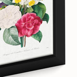 Neoclassical Camellia Narcissus Pansy Print - Floral Art by Redouté