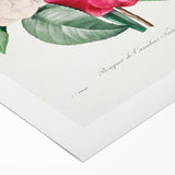 Neoclassical Camellia Narcissus Pansy Print - Floral Art by Redouté