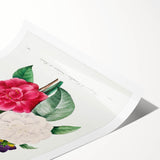 Neoclassical Camellia Narcissus Pansy Print - Floral Art by Redouté