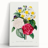 Neoclassical Camellia Narcissus Pansy Print - Floral Art by Redouté