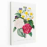 Neoclassical Camellia Narcissus Pansy Print - Floral Art by Redouté