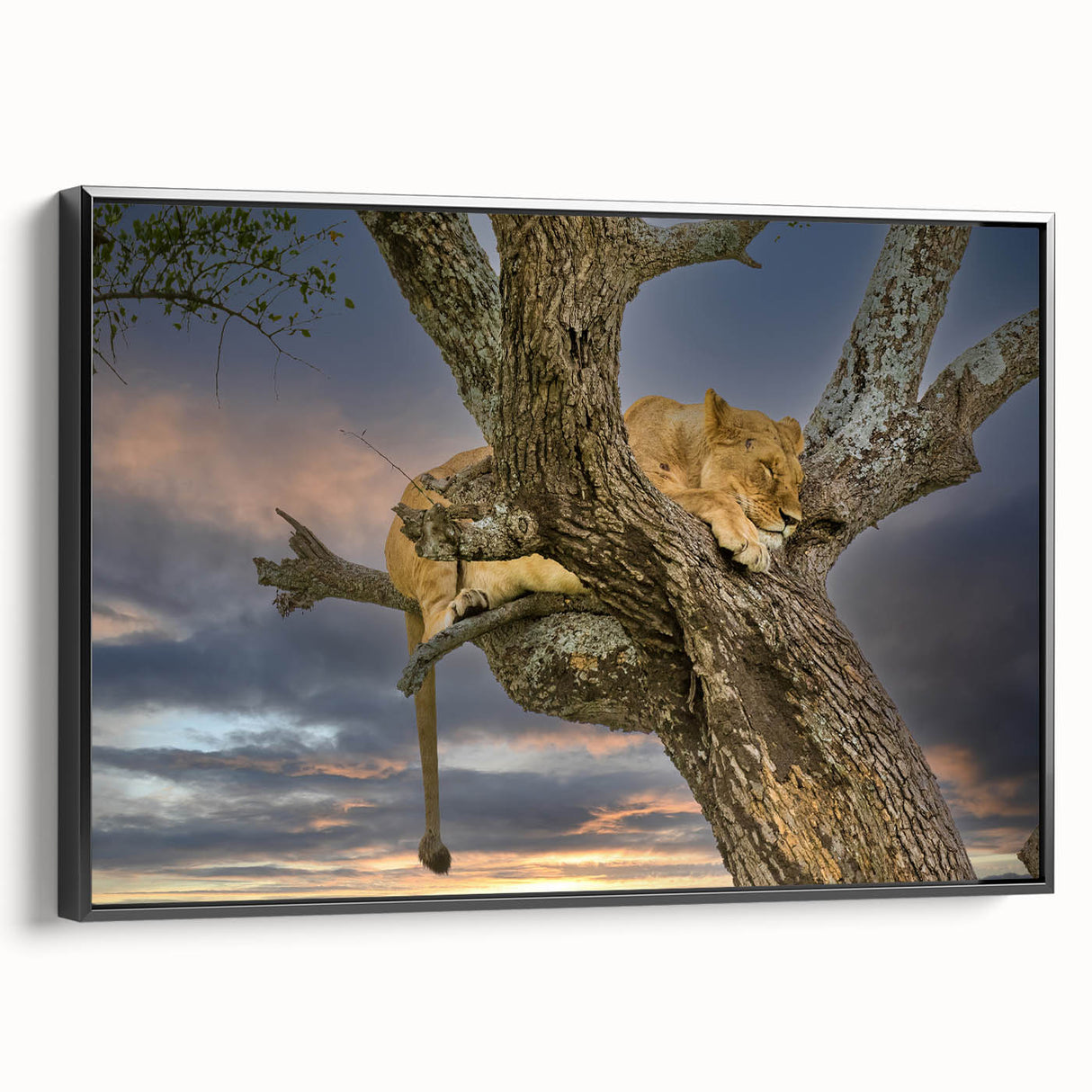 Black and white wall art featuring a Kenyan landscape on framed canvas, suitable for bedroom decor.