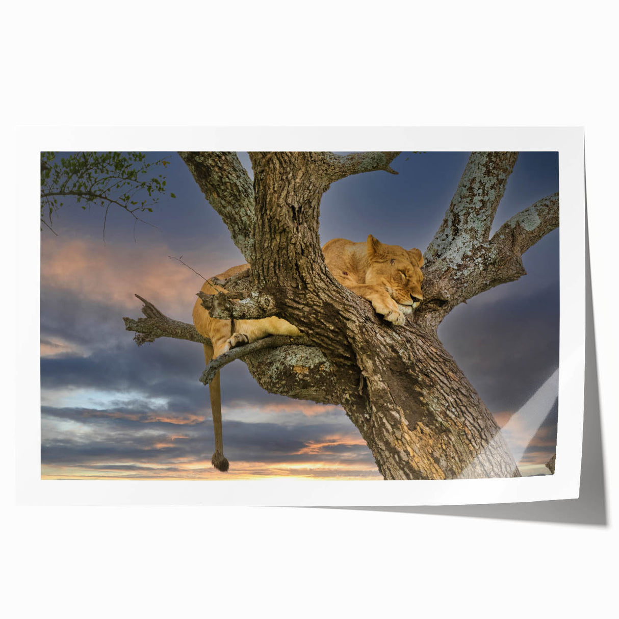 Large rolled print depicting a scenic Kenyan landscape with vibrant greenery and distant mountains.
