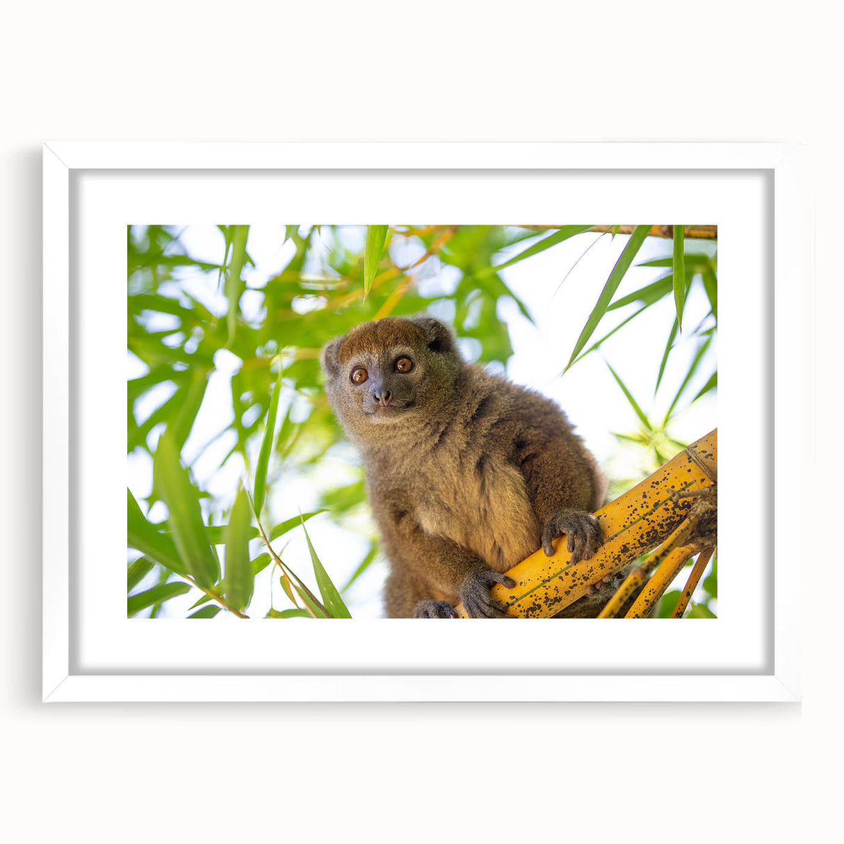 Extra large wall art featuring an abstract depiction of Madagascar scenery in textured earth tones on a white framed canvas.