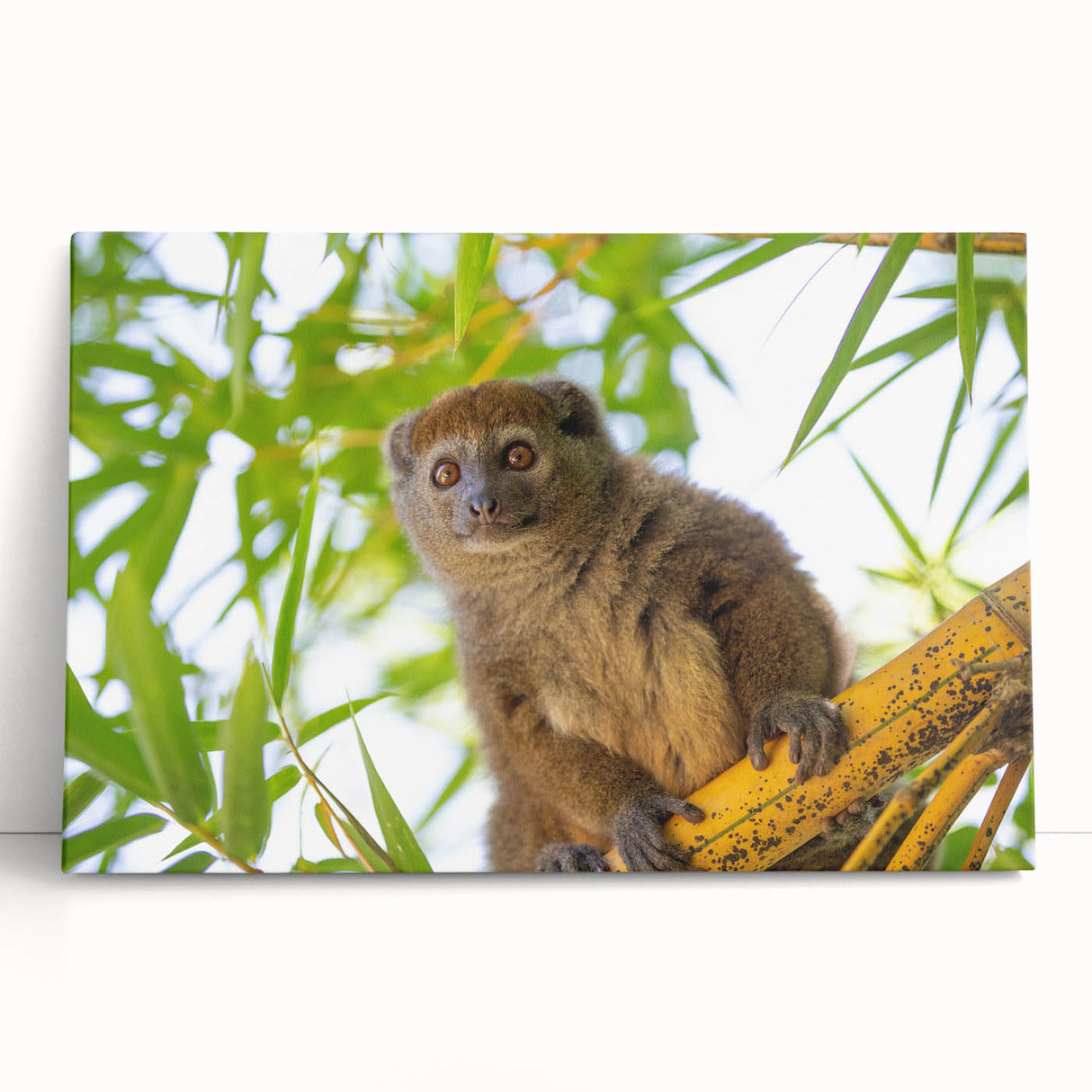 Black and white large art print of Madagascar scenery on stretched canvas, suitable for kitchen or bedroom wall decor.