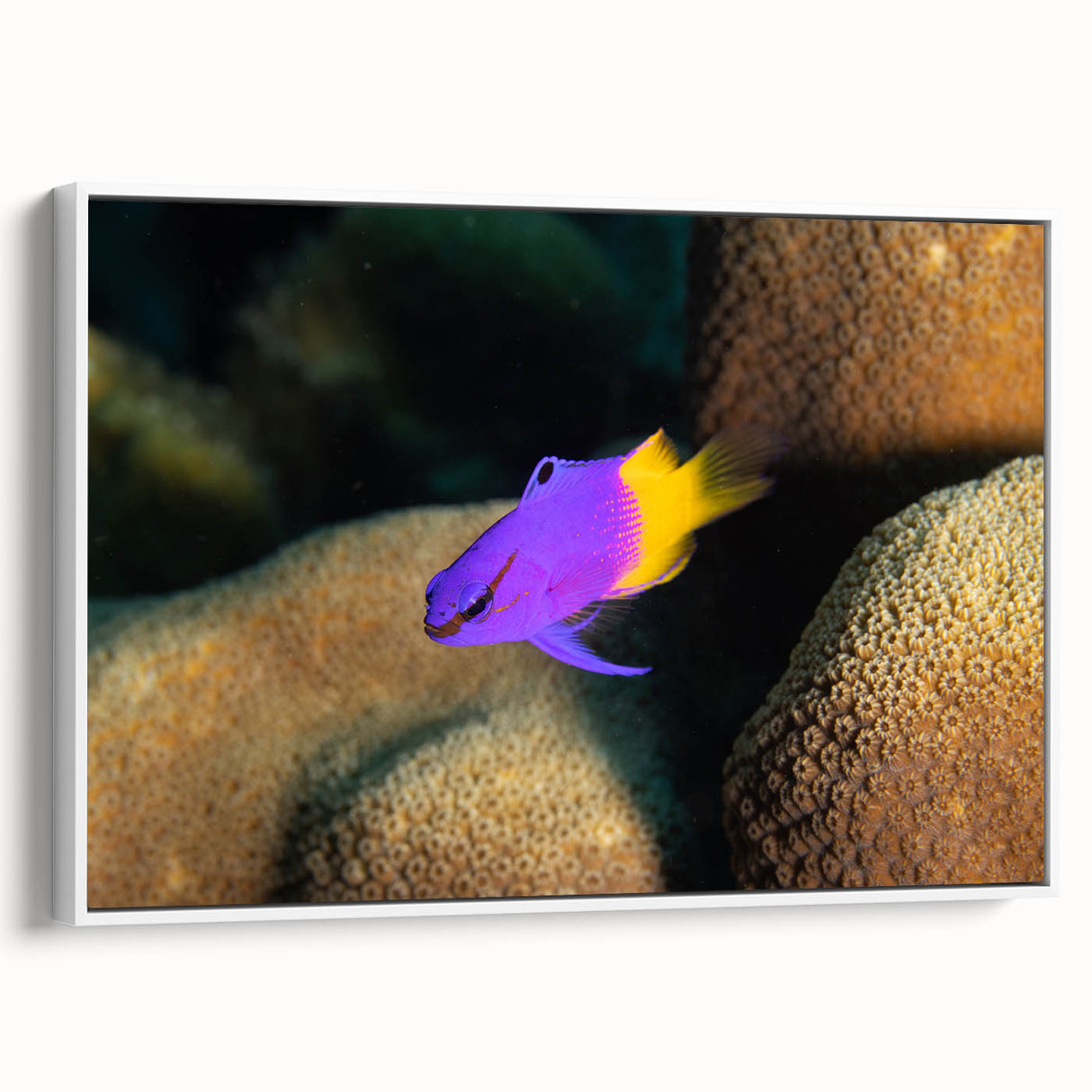 Vintage poster art of the Caribbean Virgin Islands in vibrant colors on a white framed canvas, ideal for living room decor.