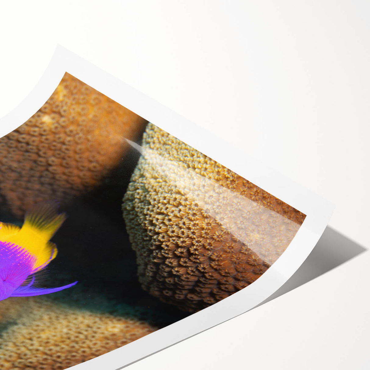 Extra large wall art featuring line art flowers with vibrant Caribbean tones on a rolled canvas.