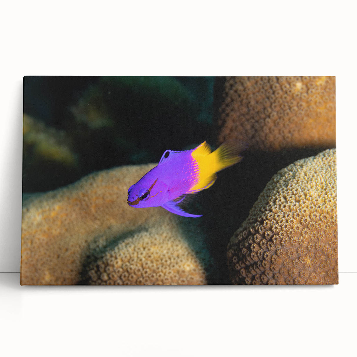 Black and white stretched canvas of the Caribbean Virgin Islands scenery, suitable as large kitchen wall art.