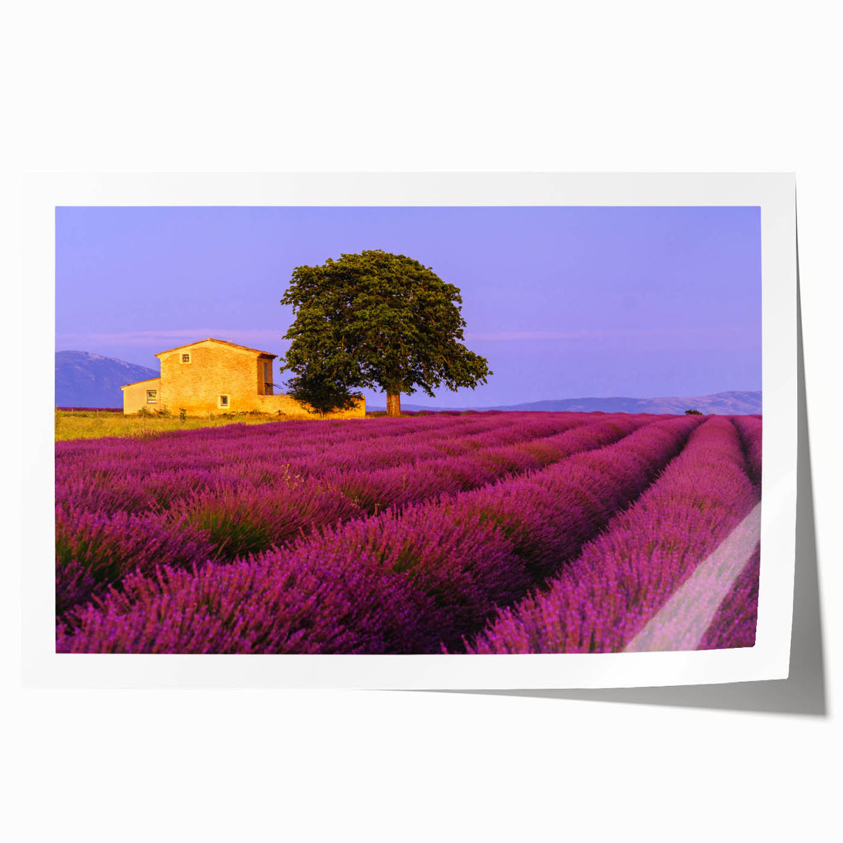 Rolled print of Provence landscape with lavender fields in pastel colors, suitable as art wall dining room decor.