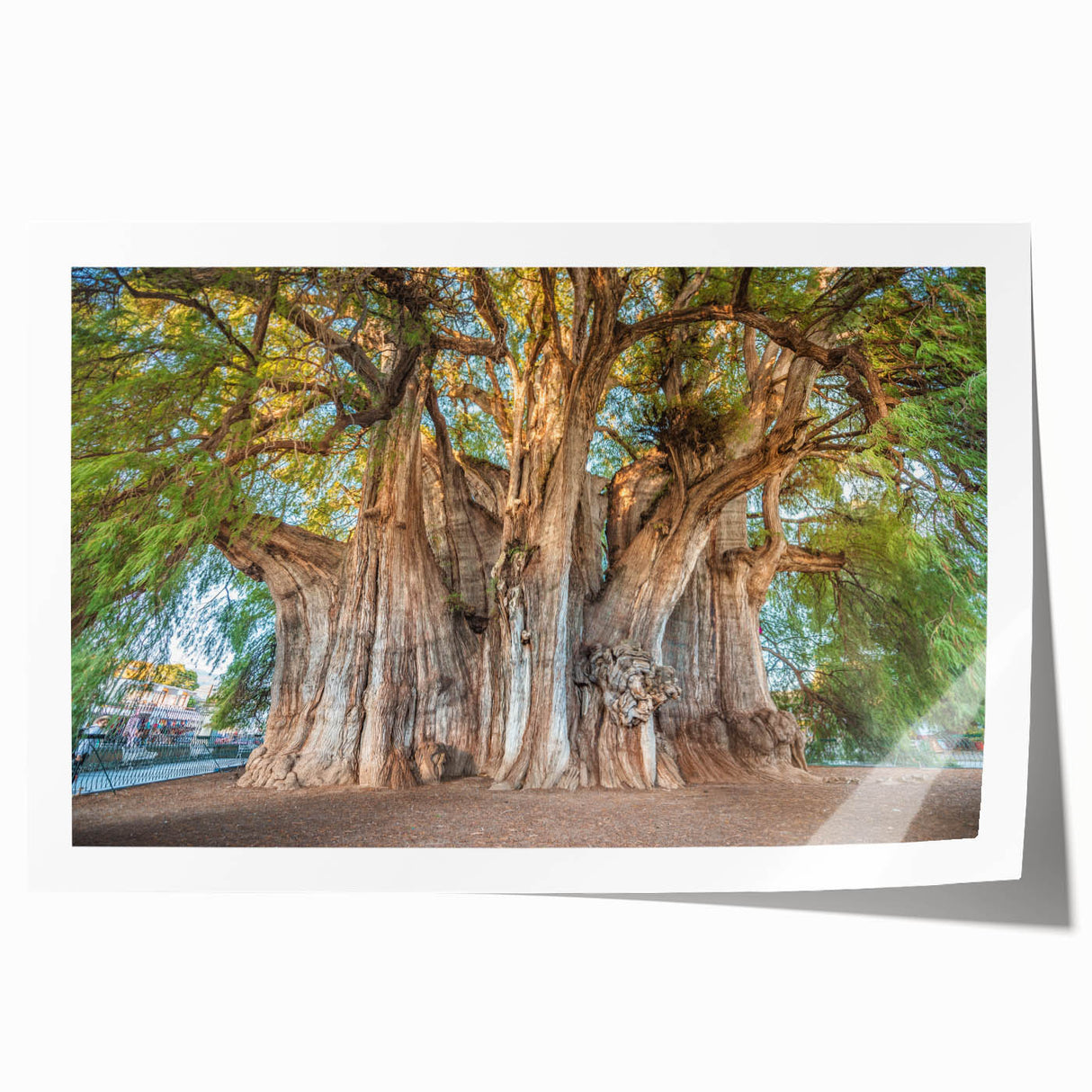 Rolled print of Oaxaca, Mexico scenery with vibrant floral elements in a large format, ideal for dining room wall art.