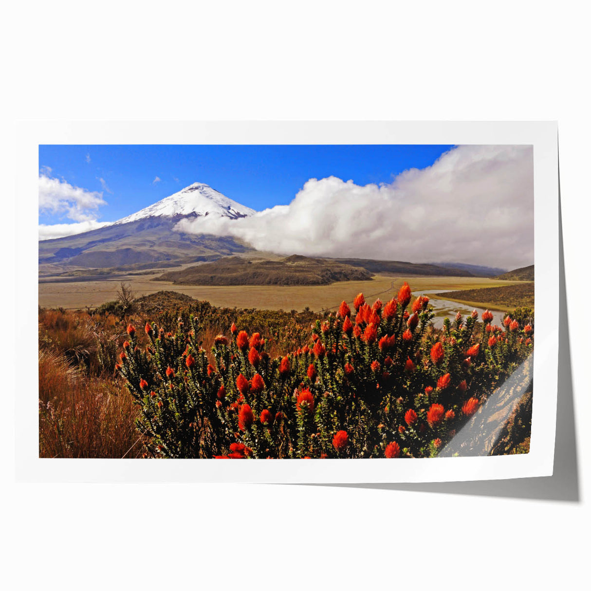 Extra large rolled print of Ecuadorian landscape featuring vibrant green scenery with floral elements.