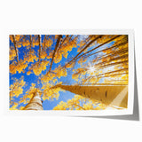 Extra large rolled print of Aspen, Colorado scenery with vibrant autumn colors, ideal for art wall dining room.