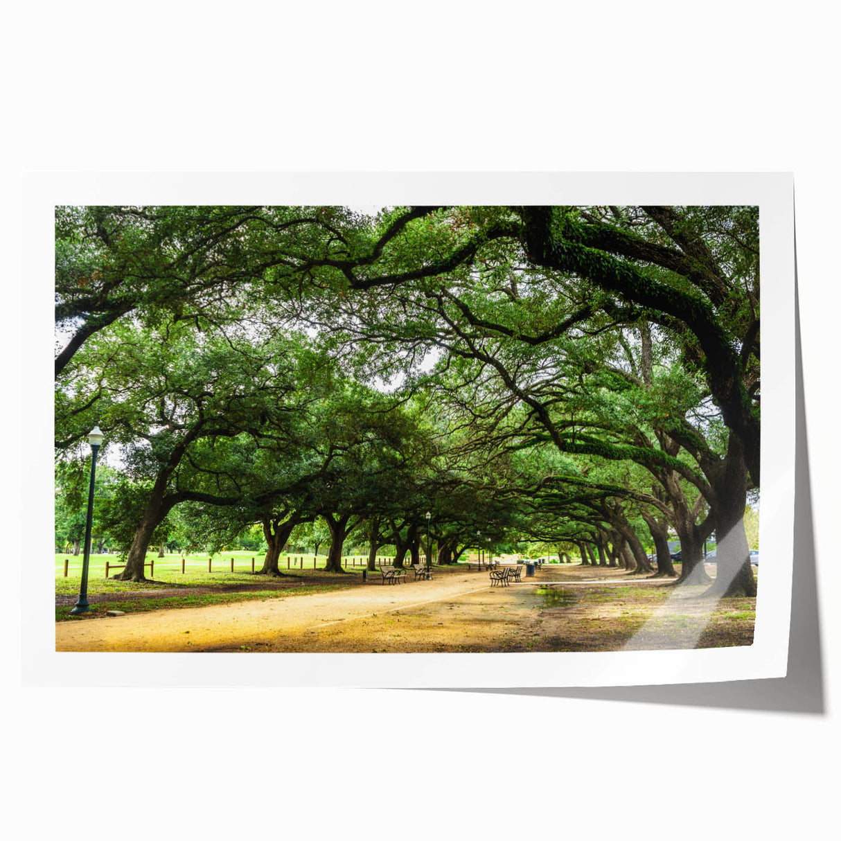 Extra large rolled print depicting vibrant floral art set against the Houston skyline, ideal for dining room wall art.