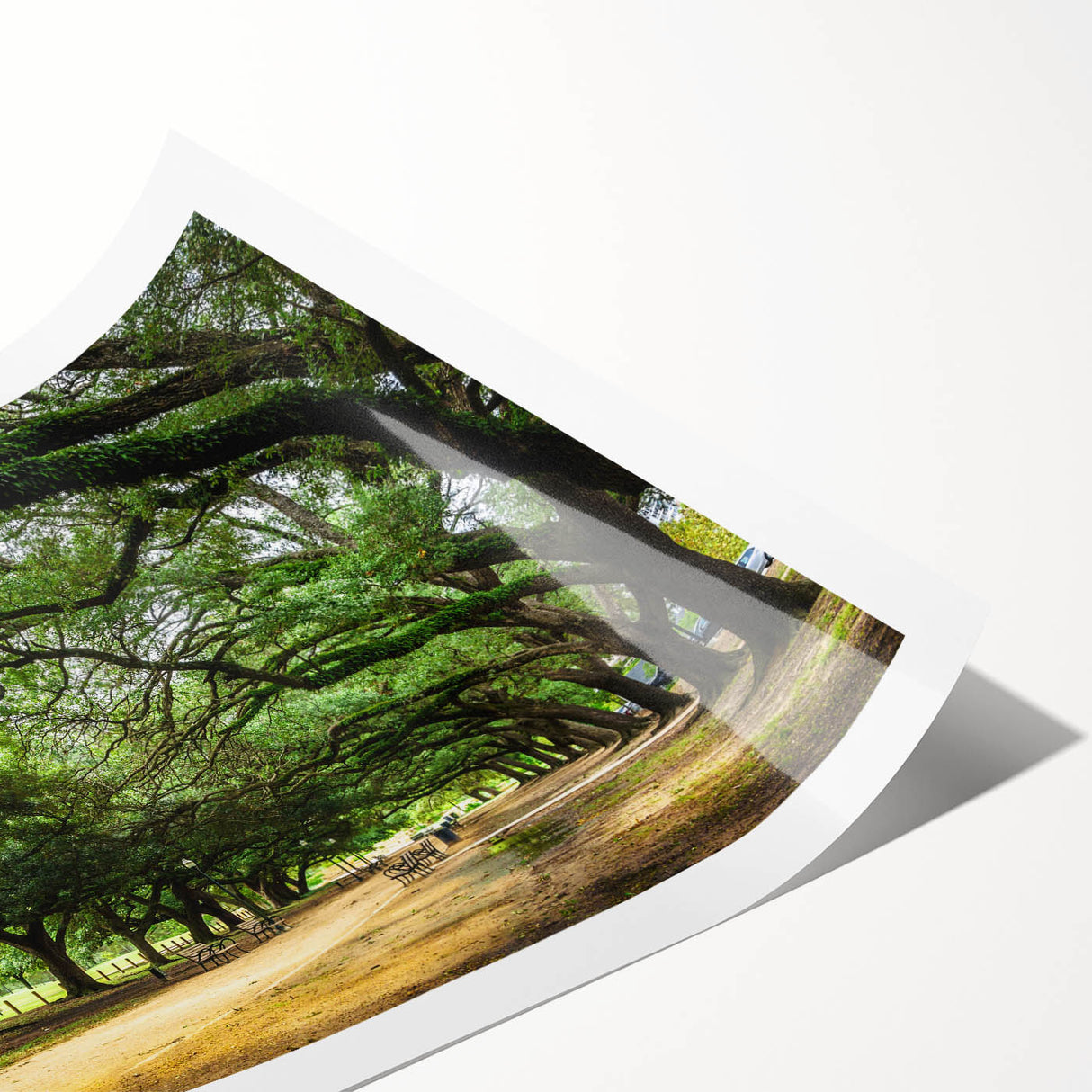 Extra large rolled print featuring line art flowers in muted tones, ideal for large living room wall art.