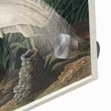White Heron Realism Art Print - Audubon Birds of America Classic Illustration