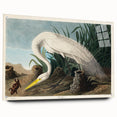 White Heron Realism Art Print - Audubon Birds of America Classic Illustration