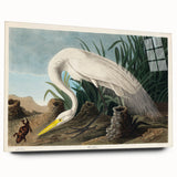 White Heron Realism Art Print - Audubon Birds of America Classic Illustration
