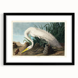White Heron Realism Art Print - Audubon Birds of America Classic Illustration