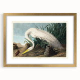 White Heron Realism Art Print - Audubon Birds of America Classic Illustration