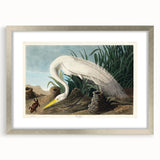 White Heron Realism Art Print - Audubon Birds of America Classic Illustration