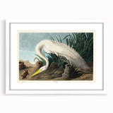 White Heron Realism Art Print - Audubon Birds of America Classic Illustration
