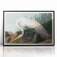 White Heron Realism Art Print - Audubon Birds of America Classic Illustration