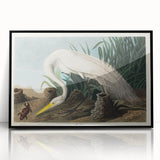 White Heron Realism Art Print - Audubon Birds of America Classic Illustration