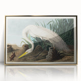 White Heron Realism Art Print - Audubon Birds of America Classic Illustration