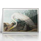 White Heron Realism Art Print - Audubon Birds of America Classic Illustration