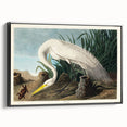 White Heron Realism Art Print - Audubon Birds of America Classic Illustration