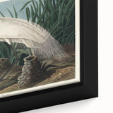 White Heron Realism Art Print - Audubon Birds of America Classic Illustration
