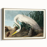 White Heron Realism Art Print - Audubon Birds of America Classic Illustration