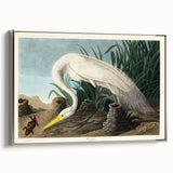 White Heron Realism Art Print - Audubon Birds of America Classic Illustration