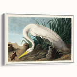 White Heron Realism Art Print - Audubon Birds of America Classic Illustration