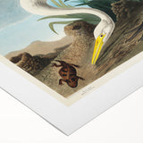 White Heron Realism Art Print - Audubon Birds of America Classic Illustration