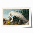 White Heron Realism Art Print - Audubon Birds of America Classic Illustration