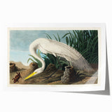 White Heron Realism Art Print - Audubon Birds of America Classic Illustration