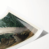 White Heron Realism Art Print - Audubon Birds of America Classic Illustration