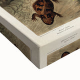 White Heron Realism Art Print - Audubon Birds of America Classic Illustration