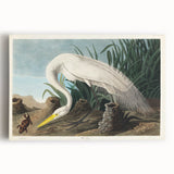 White Heron Realism Art Print - Audubon Birds of America Classic Illustration