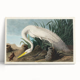 White Heron Realism Art Print - Audubon Birds of America Classic Illustration