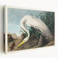 White Heron Realism Art Print - Audubon Birds of America Classic Illustration