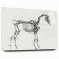Modern Wall Art – Anatomical Art of Horse Skeleton